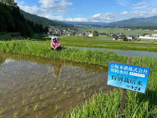 おにぎりマンは本日、長野県出張中！　～大阪　寝屋川　お米屋さん　ネオニコフリー～